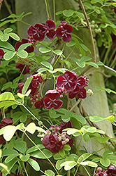 Fiveleaf Akebia (Akebia quinata) at Lurvey Garden Center