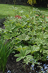 Elegans Rodgersia (Rodgersia pinnata 'Elegans') at Lurvey Garden Center