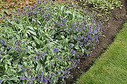 Trevi Fountain Lungwort (Pulmonaria 'Trevi Fountain') at Lurvey Garden Center