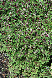 Samobor Cranesbill (Geranium phaeum 'Samobor') at Make It Green Garden Centre
