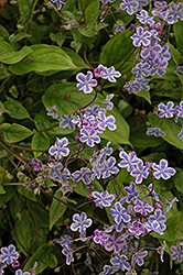 Starry Eyes Navelwort (Omphalodes cappadocica 'Starry Eyes') at Make It Green Garden Centre