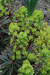 Purple Wood Spurge (Euphorbia amygdaloides 'Purpurea') at Make It Green Garden Centre