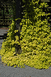 Golden Hops (Humulus lupulus 'Aureus') at Make It Green Garden Centre