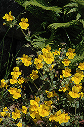 Yellow Monkey Flower (Mimulus guttatus) at Make It Green Garden Centre