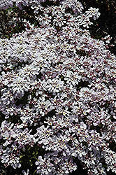 Pink Ice Candytuft (Iberis 'Pink Ice') at Make It Green Garden Centre