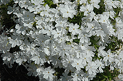 White Delight Moss Phlox (Phlox subulata 'White Delight') at Make It Green Garden Centre