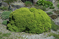 Little Gem Spruce (Picea abies 'Little Gem') at Make It Green Garden Centre