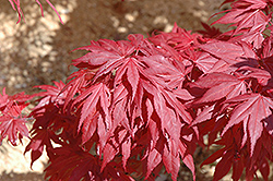 Oregon Sunset Japanese Maple (Acer palmatum 'Oregon Sunset') at Lurvey Garden Center