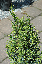Pencil Point Juniper (Juniperus communis 'Pencil Point') at Make It Green Garden Centre