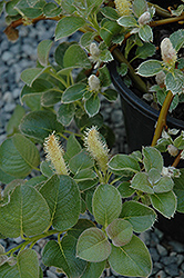 Creeping Alpine Willow (Salix nakamurana var. yezoalpina) at Make It Green Garden Centre