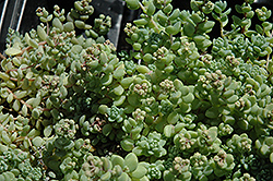 Corsican Stonecrop (Sedum dasyphyllum 'var. major') at Make It Green Garden Centre