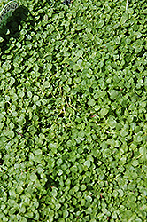 Corsican Mint (Mentha requienii) at Make It Green Garden Centre