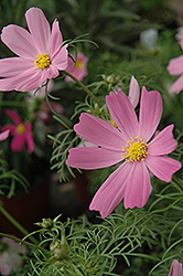 Sensation Cosmos (Cosmos 'Sensation') at Make It Green Garden Centre