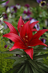 Lily Looks Tiny Ghost Lily (Lilium 'Tiny Ghost') at Make It Green Garden Centre