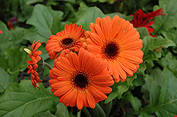 Orange Gerbera Daisy (Gerbera 'Orange') at Make It Green Garden Centre