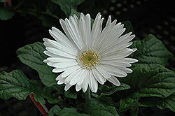 White Gerbera Daisy (Gerbera 'White') at Make It Green Garden Centre
