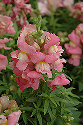 Snapshot Pink Snapdragon (Antirrhinum majus 'PAS409640') at Make It Green Garden Centre
