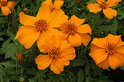 Disco Orange Marigold (Tagetes patula 'Disco Orange') at Make It Green Garden Centre