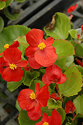 Prelude Scarlet Begonia (Begonia 'Prelude Scarlet') at Make It Green Garden Centre