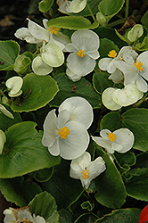 Prelude White Begonia (Begonia 'Prelude White') at Make It Green Garden Centre