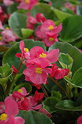 Prelude Rose Begonia (Begonia 'Prelude Rose') at Make It Green Garden Centre
