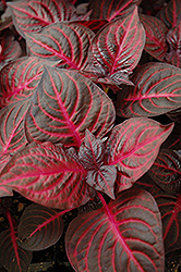 Blazin' Rose Blood Leaf (Iresine herbstii 'Blazin' Rose') at Make It Green Garden Centre