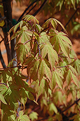 Osakazuki Japanese Maple (Acer palmatum 'Osakazuki') at Lurvey Garden Center