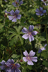 Brookside Cranesbill (Geranium 'Brookside') at Make It Green Garden Centre