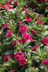 Superbells Double Rose Calibrachoa (Calibrachoa 'Superbells Double Rose') at Make It Green Garden Centre