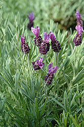 Anouk Spanish Lavender (Lavandula stoechas 'Anouk') at Make It Green Garden Centre