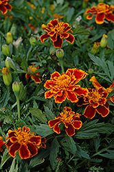 Durango Flame Marigold (Tagetes patula 'Durango Flame') at Make It Green Garden Centre