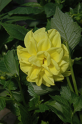 Figaro Yellow Dahlia (Dahlia 'Figaro Yellow') at Make It Green Garden Centre