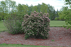 Honeyrose Honeysuckle (Lonicera tatarica 'Honeyrose') at Make It Green Garden Centre