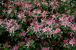 Honeyrose Honeysuckle (Lonicera tatarica 'Honeyrose') at Make It Green Garden Centre