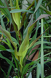 Purple Majesty Millet (Pennisetum glaucum 'Purple Majesty') at Make It Green Garden Centre