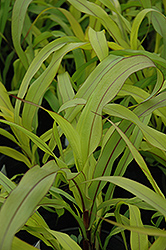 Jester Millet (Pennisetum glaucum 'Jester') at Make It Green Garden Centre