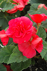 Nonstop Rose Pink Begonia (Begonia 'Nonstop Rose Pink') at Make It Green Garden Centre