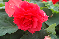 Nonstop Bright Red Begonia (Begonia 'Nonstop Bright Red') at Make It Green Garden Centre