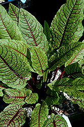 Ornamental Sorrel (Rumex sanguineus) at Make It Green Garden Centre