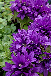 Purple Pixie Clustered Bellflower (Campanula glomerata 'Purple Pixie') at Make It Green Garden Centre
