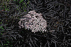 Black Lace Elder (Sambucus nigra 'Eva') at Make It Green Garden Centre