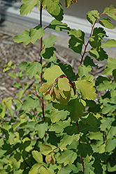 Firegold Spirea (Spiraea x vanhouttei 'Levgold') at Make It Green Garden Centre