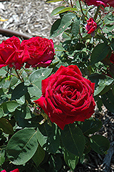 Kashmir Rose (Rosa 'Kashmir') at Make It Green Garden Centre