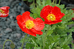 Spring Fever Red Poppy (Papaver nudicaule 'Spring Fever Red') at Make It Green Garden Centre