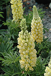 Gallery Yellow Lupine (Lupinus 'Gallery Yellow') at Make It Green Garden Centre