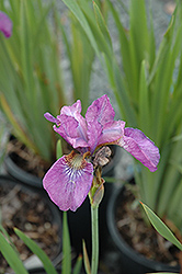 Pink Haze Siberian Iris (Iris sibirica 'Pink Haze') at Make It Green Garden Centre