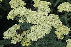 Anthea Yarrow (Achillea 'Anthea') at Lurvey Garden Center