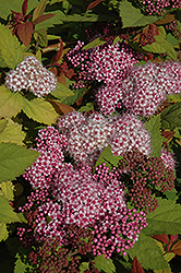 Double Play Big Bang Spirea (Spiraea 'Tracy') at Make It Green Garden Centre