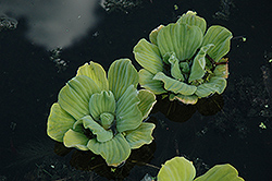 Water Lettuce (Pistia stratiotes) at Make It Green Garden Centre