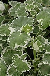 Wilhelm Langguth Geranium (Pelargonium 'Wilhelm Langguth') at Make It Green Garden Centre